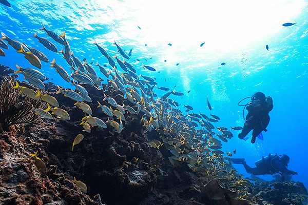 Manchones Reef 1 Tank